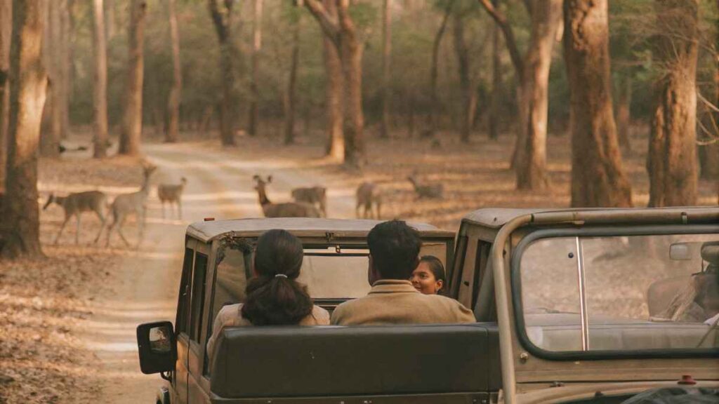 A couple rides in a jeep through the vibrant forest, taking in the sights on their Jaldapara safari trip.