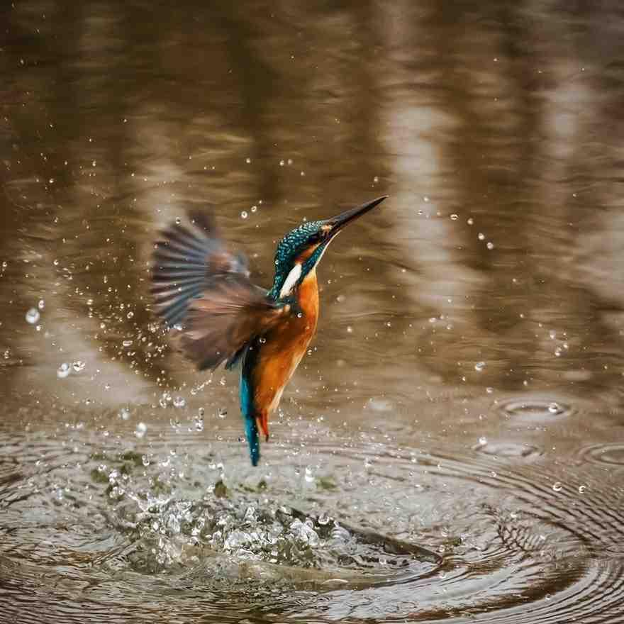 A kingfisher launching into the air from the water's surface, showcasing its vibrant plumage and dynamic movement.
