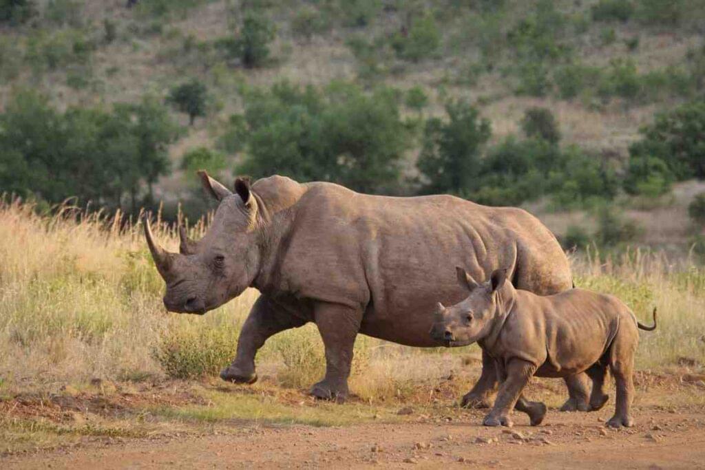 “gorumara-rhino-sighting.jpg”
“One-horned rhino during Gorumara Jungle Safari, West Bengal.”